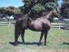 stallion Figuron xx (Thoroughbred, 1968, from Silver Moon III xx)