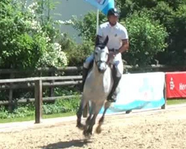 jumper Cosimo 42 (Hanoverian, 2003, from Competent)