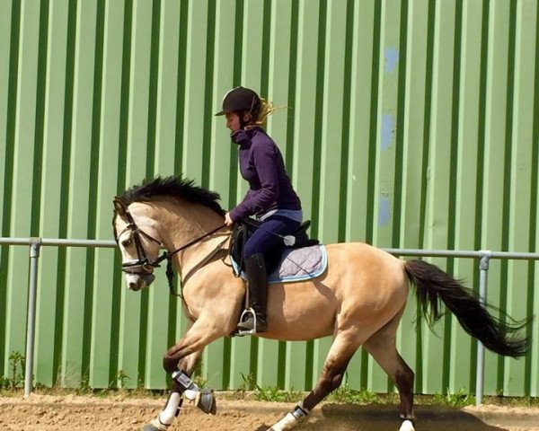 horse Wolling's Diabolo (KWPN (Royal Dutch Sporthorse), 2009, from Lemonshill Royal Flight)