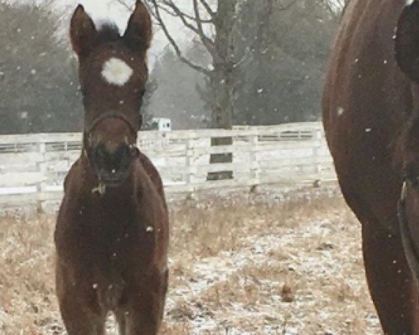 horse Stute von Exaggerator xx (Thoroughbred, 2018, from Exaggerator xx)