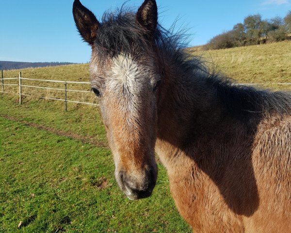 jumper Asharion FD (Arab half breed / Partbred, 2017, from Al Ashar Ox)