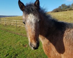 Springpferd Asharion FD (Arabisches Halbblut / Partbred, 2017, von Al Ashar Ox)