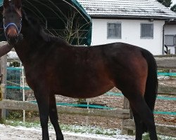 broodmare Dancing Queen 145 (Hanoverian, 2006, from Don Frederico)