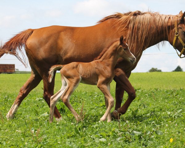 horse Thaliya ox (Arabian thoroughbred, 2009, from Maranthi Exempl)