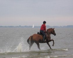 dressage horse Apoll 181 (Trakehner, 1998, from Abrek-17)