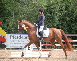 dressage horse Danciano M (Hanoverian, 2013, from Dancier)