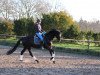 dressage horse Soirée de ballet (Hanoverian, 2010, from San Bernadino 3)