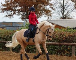 broodmare Golden Flair 4 (German Riding Pony, 2010, from Gandalf)