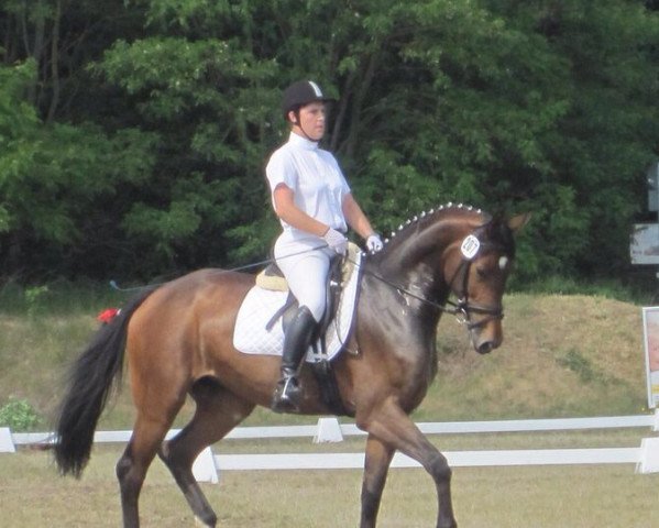 broodmare Frieda (Hessian Warmblood, 2005, from Freudenstern)