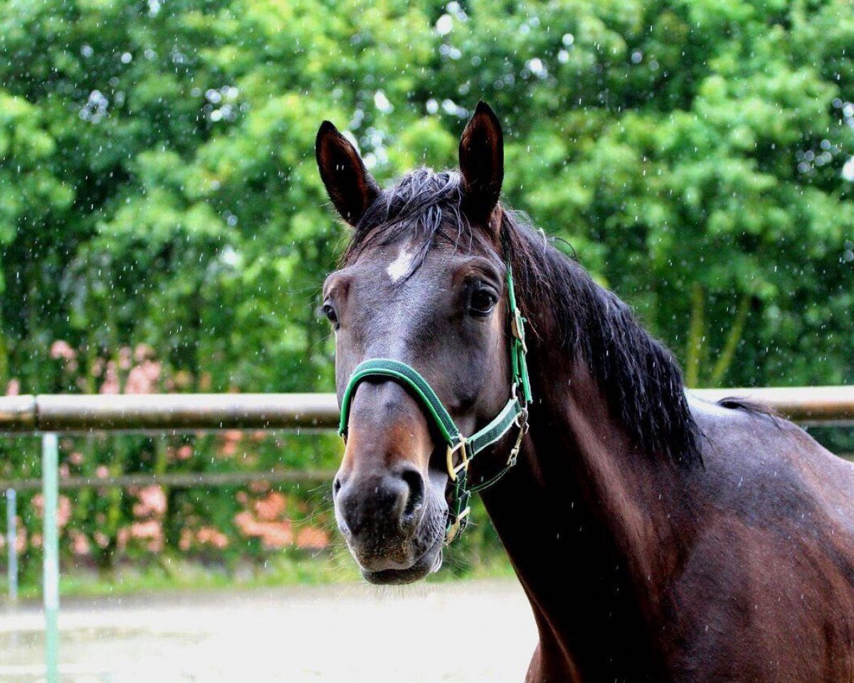 jumper Obora´s Anothers Question (Oldenburg show jumper, 2012, from Arko III)