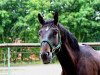 horse Obora´s Anothers Question (Oldenburg show jumper, 2012, from Arko III)