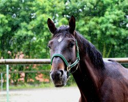 horse Obora´s Anothers Question (Oldenburg show jumper, 2012, from Arko III)