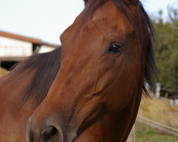 horse LaConta (Hessian Warmblood, 2001, from Lone Star II)