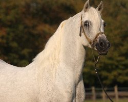 stallion Saphir III ox (Arabian thoroughbred, 1998, from Siam EAO)