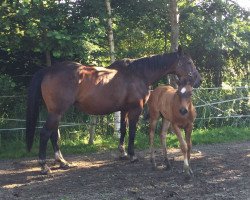 broodmare Romea (German Warmblood, 2000, from Romeo)