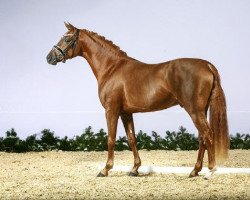 dressage horse Diplomat AT (German Riding Pony, 2012, from Dance Star AT)