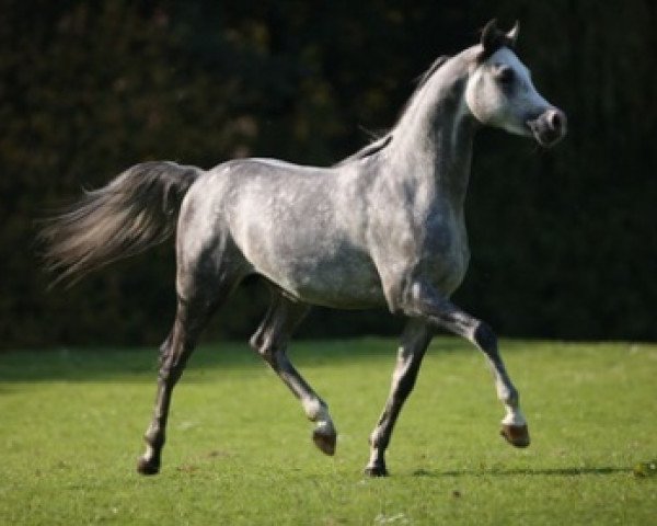 stallion ALTIS ox (Arabian thoroughbred, 2006, from WH Justice ox)