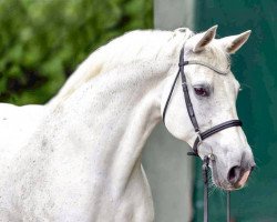 broodmare Gut Neuenhofs Briscaya (Holsteiner, 2000, from Briscar)