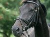 broodmare Renaissance (Rhinelander, 1996, from Ragazzo)