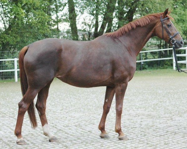 broodmare Devina (Hanoverian, 2000, from Donnerhall)