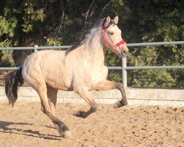 Pferd CAMPANO (Pura Raza Espanola (PRE), 2015)