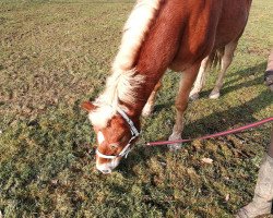 Pferd Merlyn (Haflinger, 2000, von Weltherr)