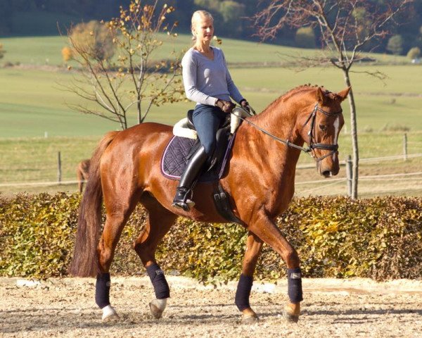 Springpferd Wilaila (Hannoveraner, 2005, von Wolkentanz I)