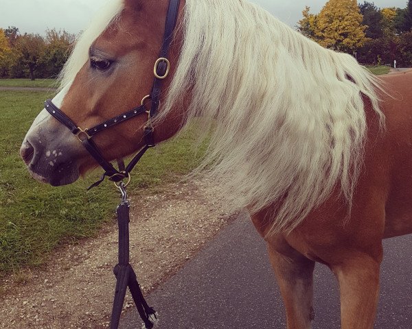 horse Floreska 2 (Haflinger, 2012, from Negresko)