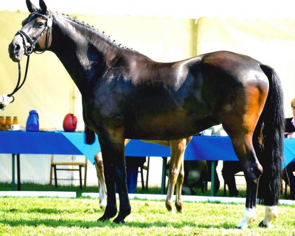 broodmare Amarena (Oldenburg, 1997, from Silvio I)