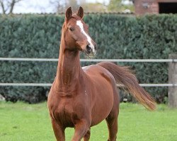 dressage horse Saint Bernard (Westphalian, 1997, from Saint Tropez)