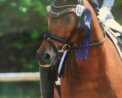 dressage horse Best Heartbreaker (German Riding Pony, 2008, from Halifax)