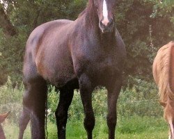 broodmare Pauline (Westphalian, 1995, from Paulaner)