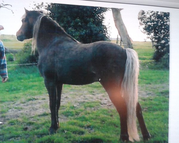 stallion Julian's Dancer (Dt.Part-bred Shetland pony, 1993, from Julian)