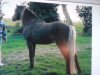 stallion Julian's Dancer (Dt.Part-bred Shetland pony, 1993, from Julian)