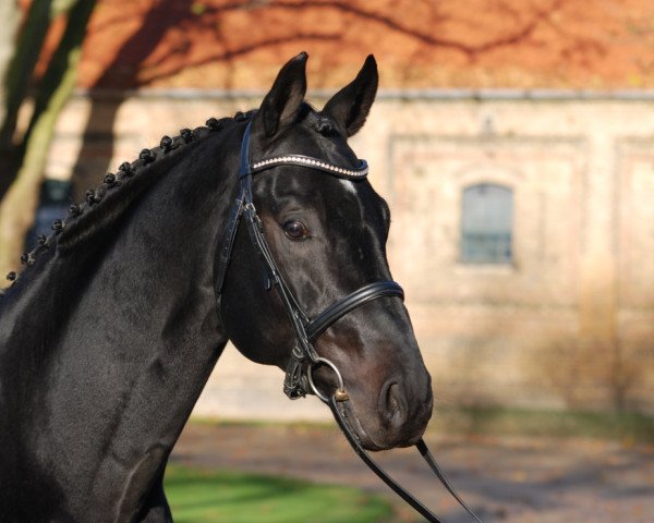stallion Son of Cologne (Rhinelander, 2006, from Sir Donnerhall I)