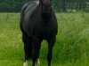 broodmare Lillifee 113 (Westphalian, 2005, from Licotus)