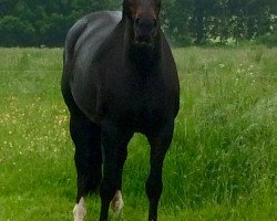 broodmare Lillifee 113 (Westphalian, 2005, from Licotus)