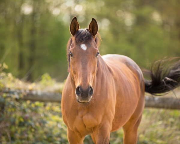 Pferd Fair Storm (Englisches Vollblut, 2007, von Königstiger xx)