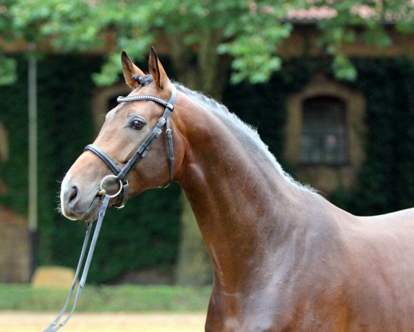 stallion Flavis (Westphalian, 2010, from Flanagan)