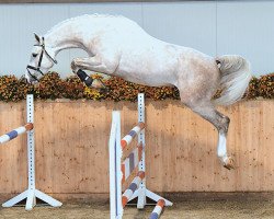 stallion Uston (Holsteiner, 2014, from Uriko)