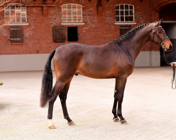 stallion Coryaro (Holsteiner, 2015, from Cornet Obolensky)