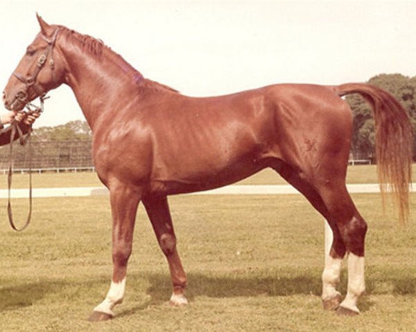 stallion Sigfrid (Hanoverian, 1969, from Grande)