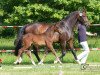 broodmare Thanias Fidertraum (Oldenburg, 2007, from Fidertanz)