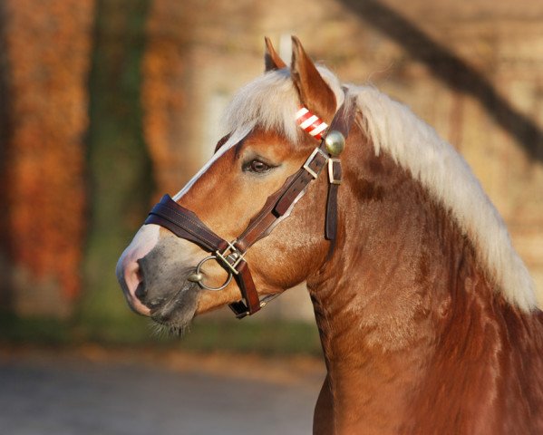 stallion Eminenz (Rhenish-German Cold-Blood, 2011, from Erlander)