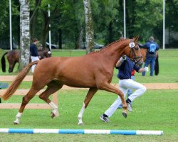 broodmare Ricarda (Bavarian, 2006, from Sir Donnerhall I)