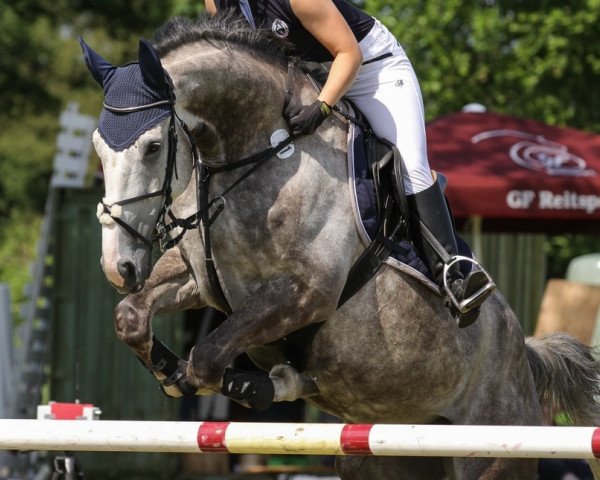 jumper Balzac de Saint'A AA (Anglo-Arabs, 2011, from Damiro)