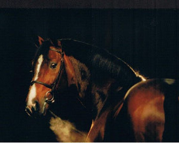 Pferd Damiro (Koninklijk Warmbloed Paardenstamboek Nederland (KWPN), 1985, von Ramiro Z)