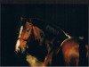 stallion Damiro (Dutch Warmblood, 1985, from Ramiro Z)