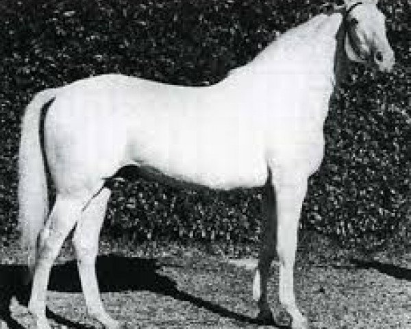stallion Dionysos II AA (Anglo-Arabs, 1956, from Samaritain xx)