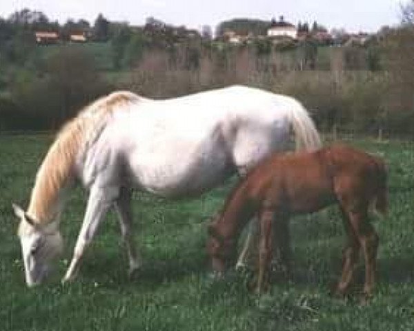 broodmare Aida de Bearn AA (Anglo-Arabs, 1978, from Dionysos II AA)